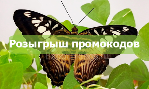 Розыгрыш промокодов